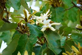 Image result for Pterospermum acerifolium