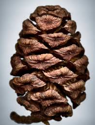 Pomme De Pin Seed Pods Seeds Seed Art