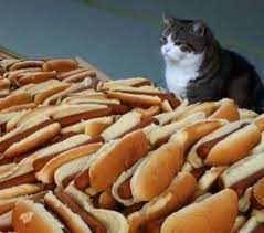 35 Unexplainable Photos Of Cats Hot Dogs Cats Funny Cats