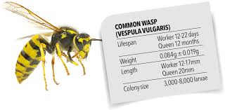 Pest Advice For Controlling Wasps