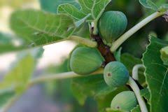Check spelling or type a new query. 4 Types Of Fruit Trees To Plant In Alabama Racine S Feed Garden Supply Inc