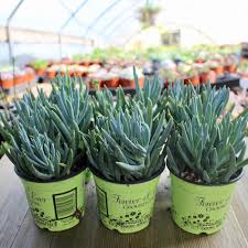 Image result for tbn:HNtrRnQBmFuaxM::www.bluechopsticks.com/img_large/800CC_0805S1015.jpg