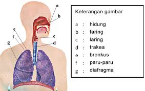 We did not find results for: Sistem Pernapasan Pada Manusia Mikirbae Com