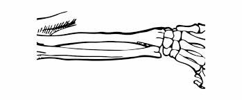 Drawn Bones Transparent Background Skeleton Hand Vector Pointing Transparent Png Download 3141153 Vippng Including transparent png clip art, cartoon, icon, logo, silhouette, watercolors, outlines, etc. skeleton hand vector pointing