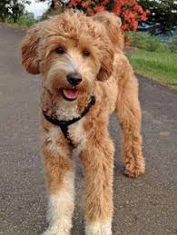 The puppy cut, also known as a teddy bear cut, is a standard, trimmed style that looks great and cute on i really loved the third picture of the goldendoodle with the puppy haircut and its golden, curly fur and black nose. 13 Goldendoodle Haircuts Ideas Goldendoodle Haircuts Goldendoodle Goldendoodle Grooming