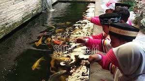 Perubahan ini biasanya mulai terlihat ketika adanya peningkatan. Wisata Edukasi Ikan Air Tawar Fish Garden Blitar Bisa Naik Perahu Sambil Lakukan Ini Halaman 3 Surya