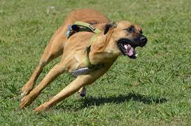 It is because of the combination of the two dog breed's characteristics and traits that breeding them with each other has become popular and more common, not only in the u.s. Rhodesian Labrador Dog Breed Health Temperament Feeding Training And Puppies Petguide