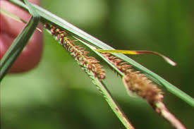 Image result for Sebaea sedoides