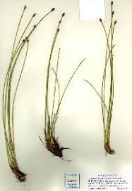 Image result for Eleocharis retroflexa