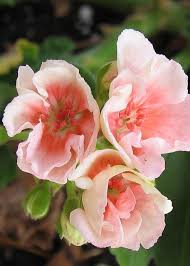 Flowers Thru My Eyes 085 Beautiful Flowers Geraniums Flowers
