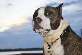 The gottiline pit bull bloodline, otherwise known as the gotti pitbulls, gottyline or gotty pitbulls have become one of the most popular bloodlines in american bully community. Gotty Pitbulls Gotti Pitbulls Pitbull Info And Care