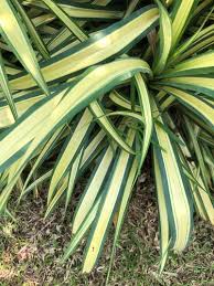 Image result for Chlorophytum stolzii