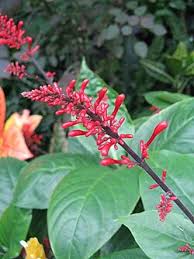 Image result for Odontonema cuspidatum