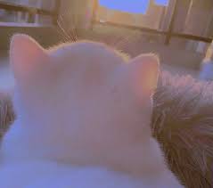 Jadi gambar tersebut tidak hanya sumber gambar : Pin Oleh Rose Oyah Di P E A C E F U L Bayi Kucing Fotografi Hewan Anak Kucing Lucu