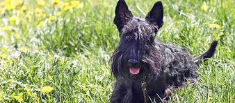 Image result for scottish terrier