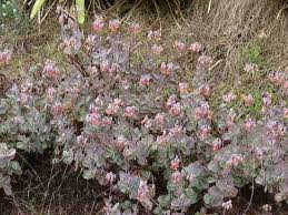 Image result for Kalanchoe fedtschenkoi