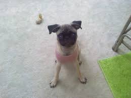 The big ears protect your chi from the sun and also help it hear better. Small Pug Big Ears Small Pug Pugs Animals