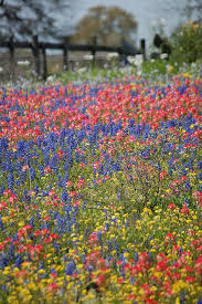 Texas Wildflowers Wild Flowers Wildflower Photo Wildflower Garden