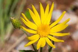 Image result for Heteropyxidaceae