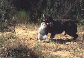 Lynx meat is lean and skinny, tasty but not very nutritious. Lynx Levenswijze De Jacht En Prooi