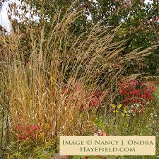 Image result for Sorghastrum nudipes