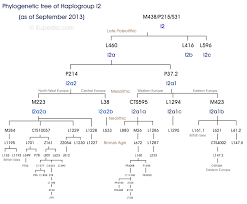 Phylogenetic Tree Of Haplogroup I2 Y Dna Eupedia