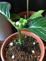 観察記録継続中 挿し木をやってみた 紫陽花 ポップコーン Greensnap グリーンスナップ