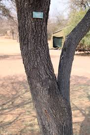 Image result for Faurea saligna