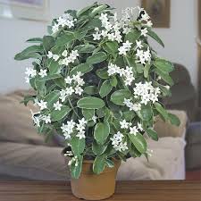 Maybe you would like to learn more about one of these? Variegated Madagascar Jasmine Stephanotis Floribunda Variegata 2 5 Pot Logees