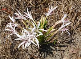 Image result for Crinum verdoorniae