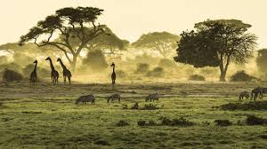 Right, so here is the promised breakdown of the positives of each safari destination. Going On A Safari In East Africa Traveling To Kenya And Tanzania Kilroy Youtube