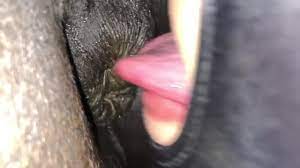 Licking horse asshole