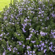 Image result for Barleria