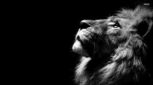 Dark Lion Wallpaper 4k Trick Leao Papel De Parede Ilustracao De Leao Fotografia De Leao