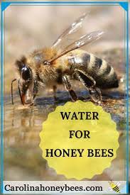 Water For Bees In Your Backyard Carolina Honeybees Water For Bees Bee Keeping Backyard Bee