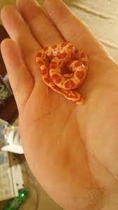 New Baby Albino Corn Snake Pet Snake Corn Snake Baby Snakes