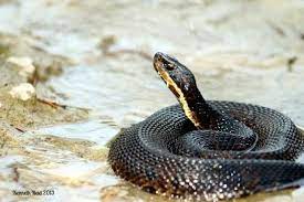 Western Cottonmouth Agkistrodon Piscivorus Leucostoma Texas Wildlife Animals