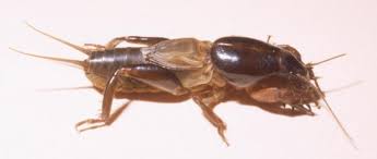 Открыть страницу «officially cricket brown» на facebook. Mole Crickets Western Australian Museum