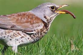 Die wacholderdrossel (turdus pilaris) ist mit 25cm genau so groß wie eine amsel. Vogelportrat Wacholderdrossel Nabu