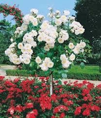 Rosen Stammchen Alabaster Pflanzen Garten Rosen