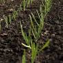 Quercus Biosolutions raises $5M seed to design AI-driven herbicides