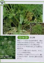 シャクとドクニンジンの見分け方 張替きのこ菜園 Human Life