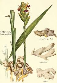 It is a herbaceous perennial which grows annual pseudostems false stems made of the rolled bases of. Pep Bb Medicine Sand Gingerdecoction Make A Ginger Root Decoction Pep Natural Medicine Forum At Permies