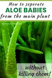 And that's all it takes to successfully divide the overgrown aloe plant and transplant the pups into new pots. How To Separate Aloe Pups Feathers In The Woods