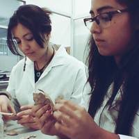 PDF) WORKED BONE FROM THE SITE OF LA MONTESITA (AGUASCALIENTES, MEXICO