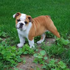 Look at the history of the original bulldog and you will want an olde english bulldogge puppy to call your own. Evans Kennel English Bulldog Puppies Home Facebook