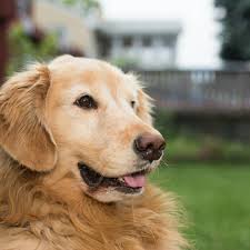 Golden retriever rescue of the rockies works very hard to find the right match for each golden who comes into our care. Regardez Cette Photo Instagram De Dogsofpgh 25 J Aime Labrador Dog Golden Retriever Dog Hacks
