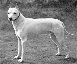The english white terrier (also known as the white english terrier) is an extinct breed of dog. English White Terrier Dog Breed Wiki Fandom