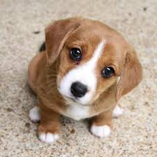 Sweet Animals Animals Animals Sweet Beasts Animals Beasts Sweet In 2021 Baby Animals Pictures Cute Dogs Cute Little Puppies