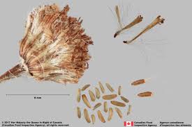 Image result for Jacobaea